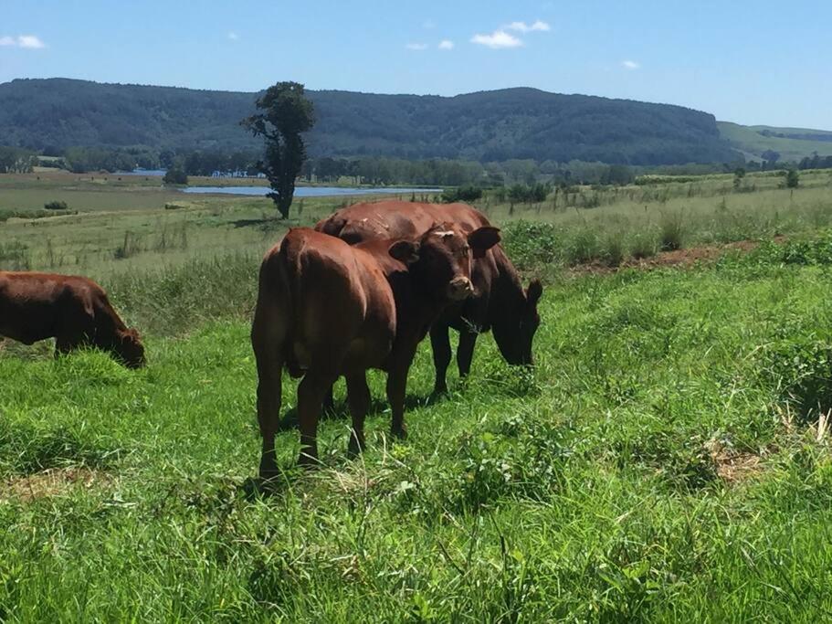 Meshlynn Farm Cottage Thendele Luaran gambar